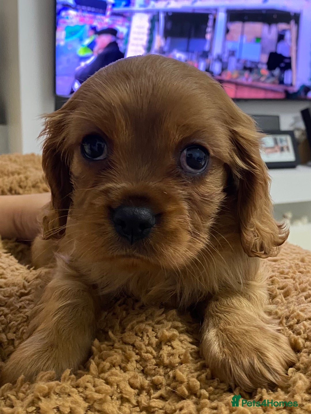 Cavalier King Charles Spaniel dogs for sale: pure Cavalier King Charlse Spaniel - Advert 7
