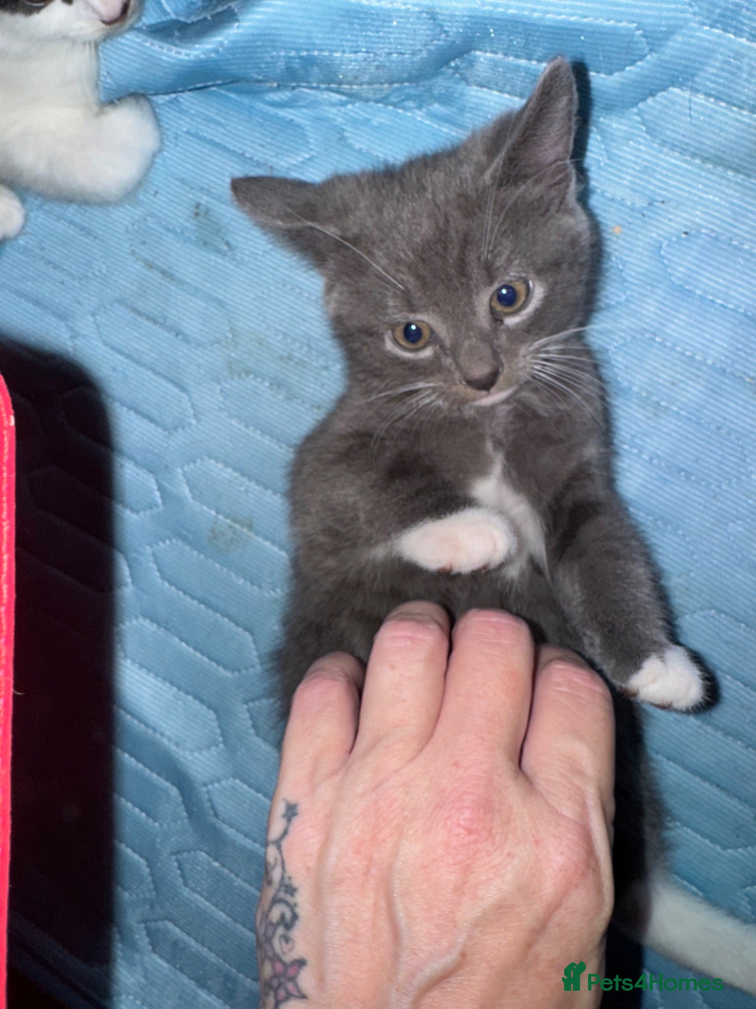 Mixed Breed cats Beautiful half Maine coon grey / black and white  - Advert 11
