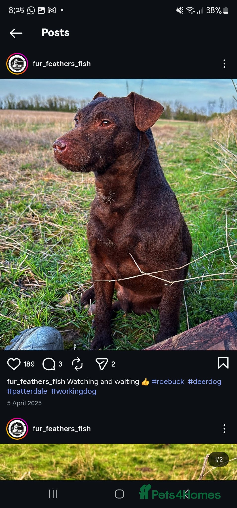 Patterdale Terrier dogs Patterdale terrier  - Advert 2