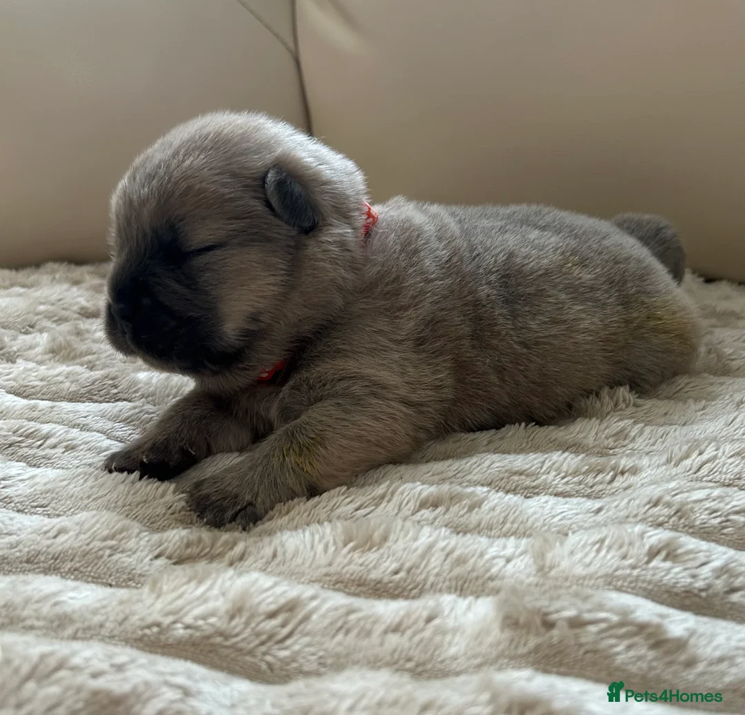 Chow Chow dogs for sale: 7 Stunning Chow Chow Puppies - Advert 15