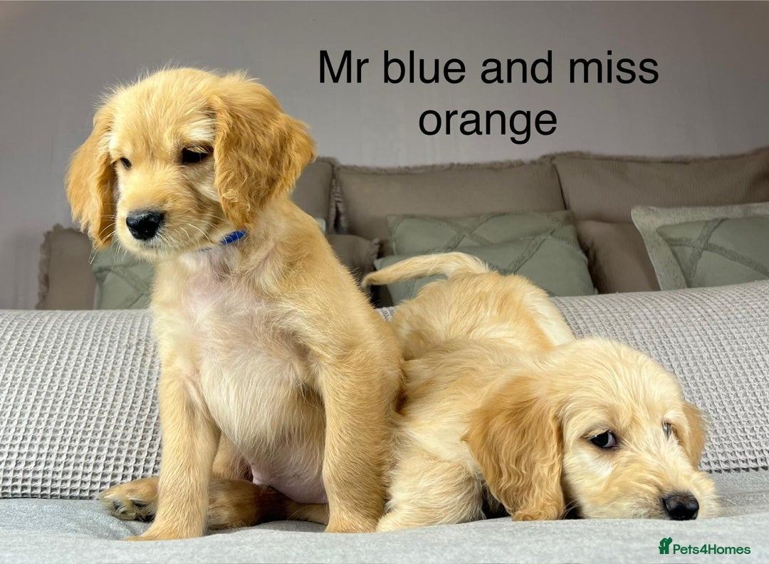 Goldendoodle dogs for sale: ABSOLUTELY GORGEOUS DOODLES  - Advert 8