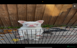 French Bulldog dogs for sale: GORGEOUS CARAMEL PINK MALE NEEDS A HOME 🏡  - Image 2