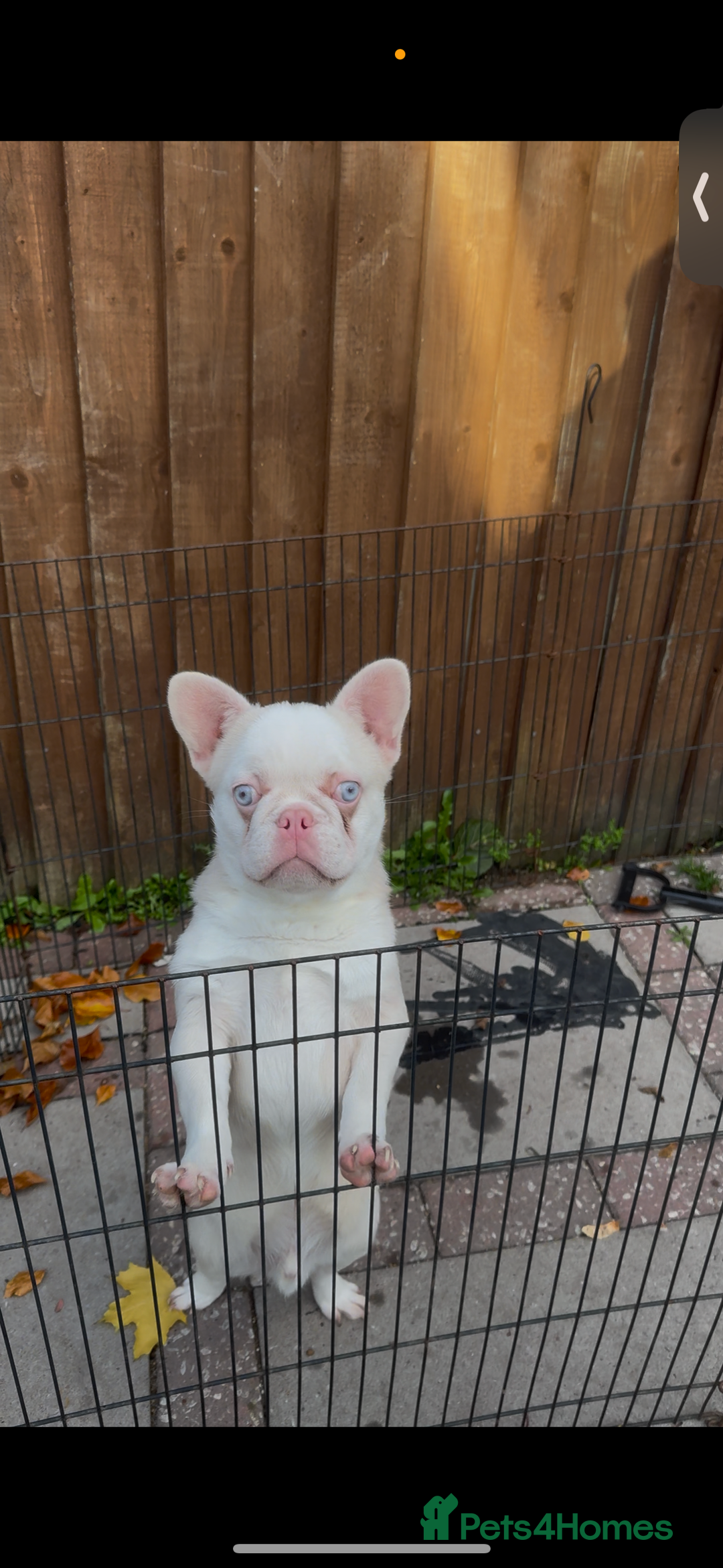 French Bulldog dogs for sale: GORGEOUS CARAMEL PINK MALE NEEDS A HOME 🏡  - Image 2