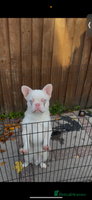 French Bulldog dogs - Advert 2