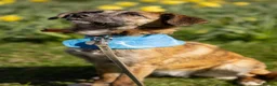 Mixed Breed dogs for sale: 🐾 Tigra: Gentle, & Searching for a loving Home - Advert 3