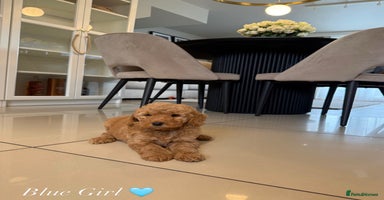 Australian Labradoodle dogs - Advert 10