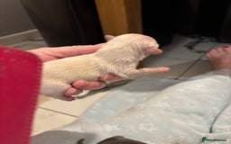 Chihuahua dogs for sale: Long coat chihuahua pups - Image 13