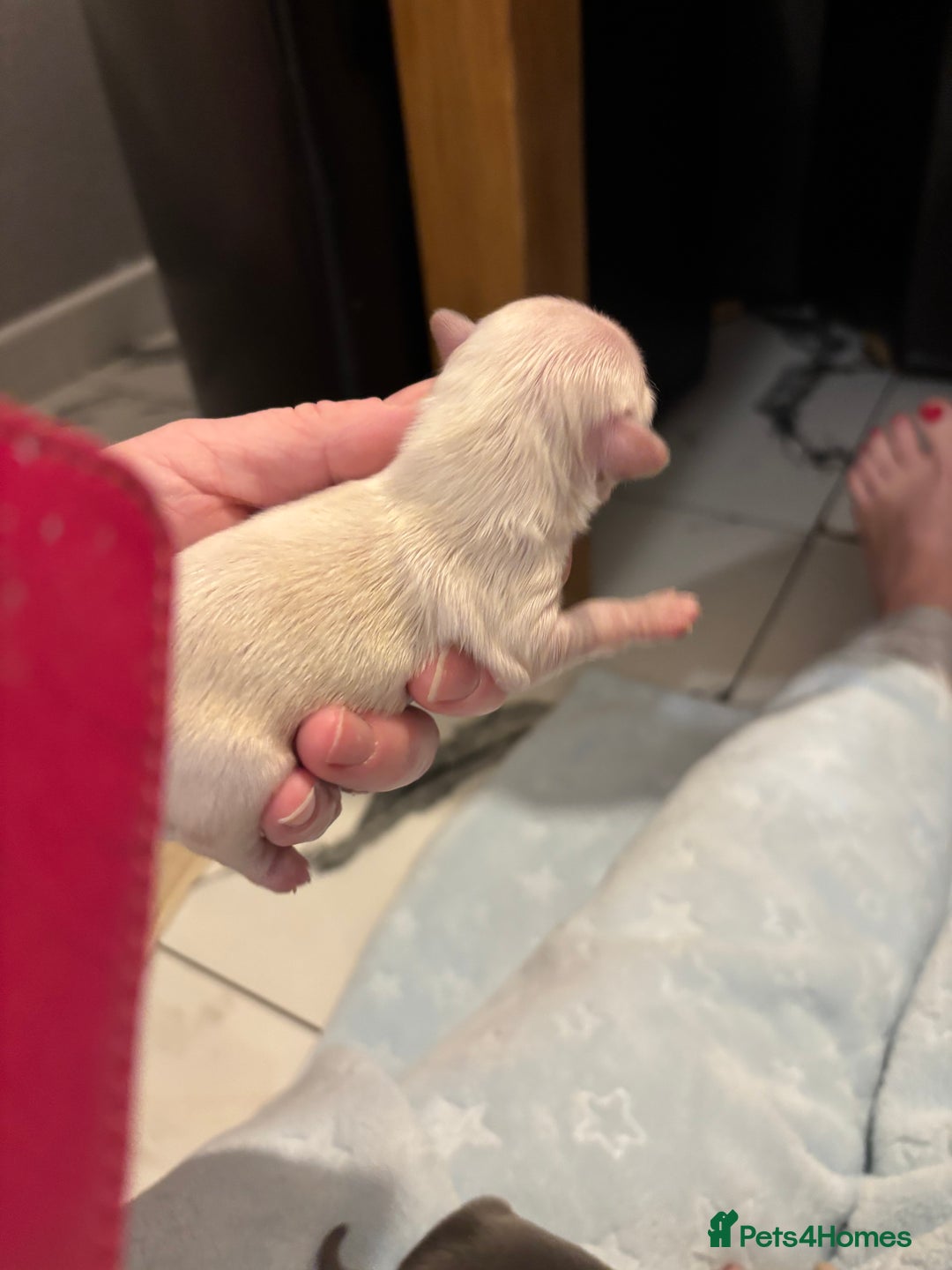 Chihuahua dogs for sale: Long coat chihuahua pups - Image 13
