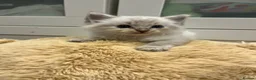 Ragdoll cats for sale: Ragdoll kittens - Advert 6