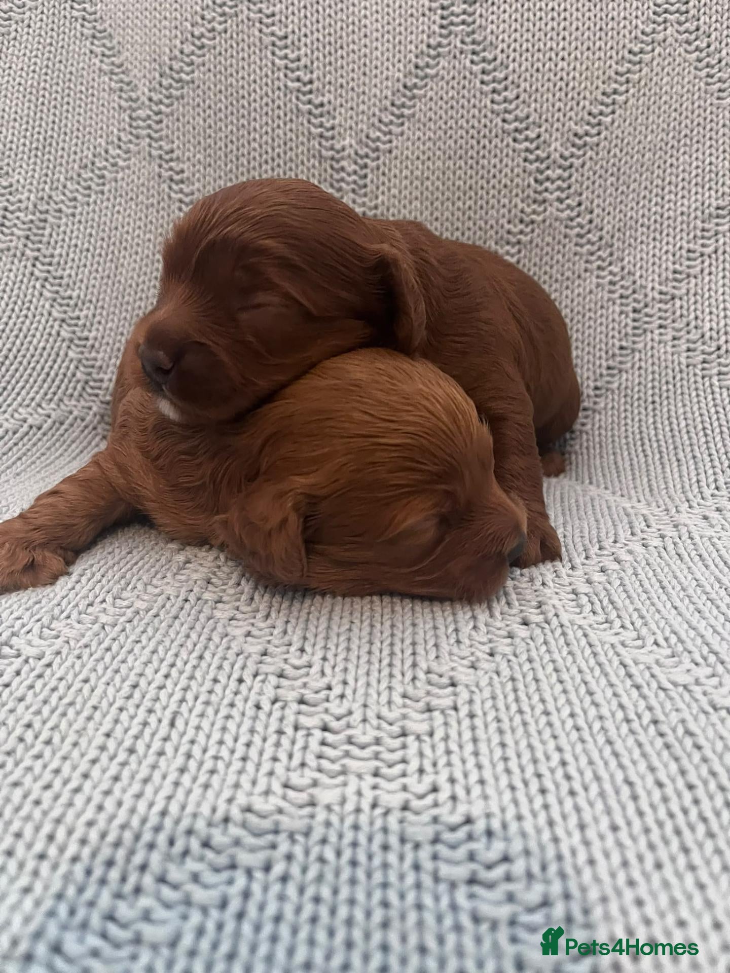 Cavapoo dogs Beautiful toy cavapoo's - Advert 16