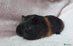 Guinea Pig rodents for sale: Baby Guinea pigs - Image 2