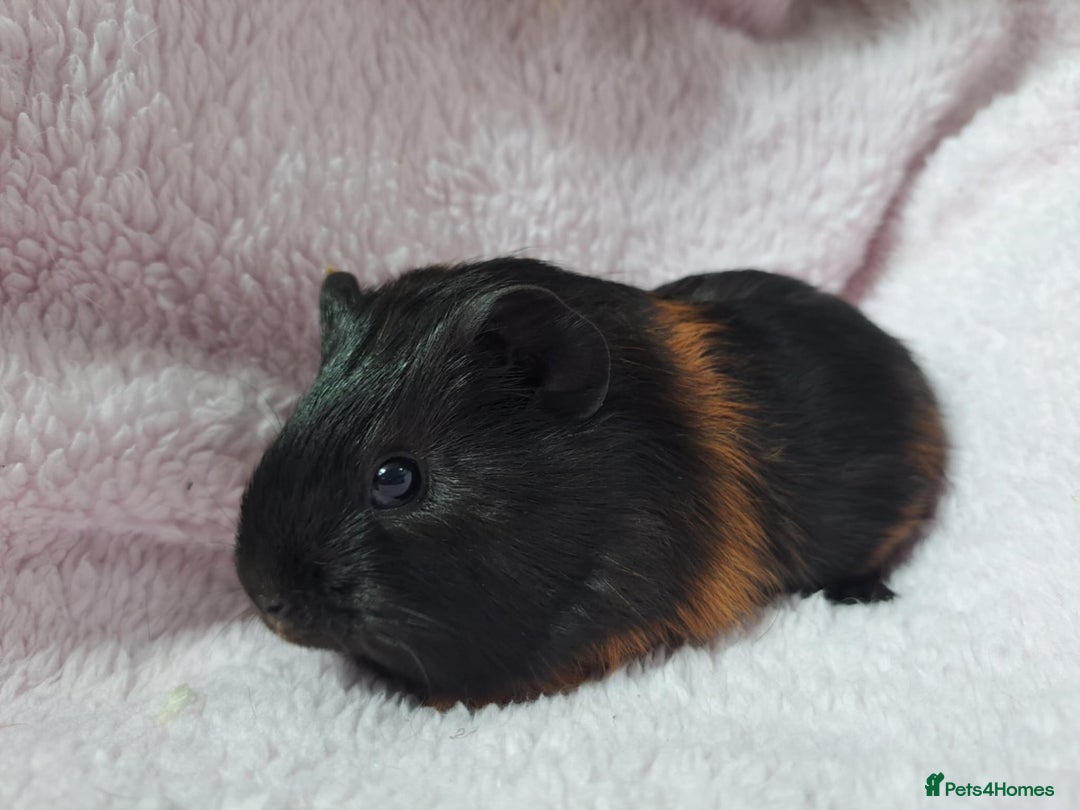 Guinea Pig rodents for sale: Baby Guinea pigs - Image 2