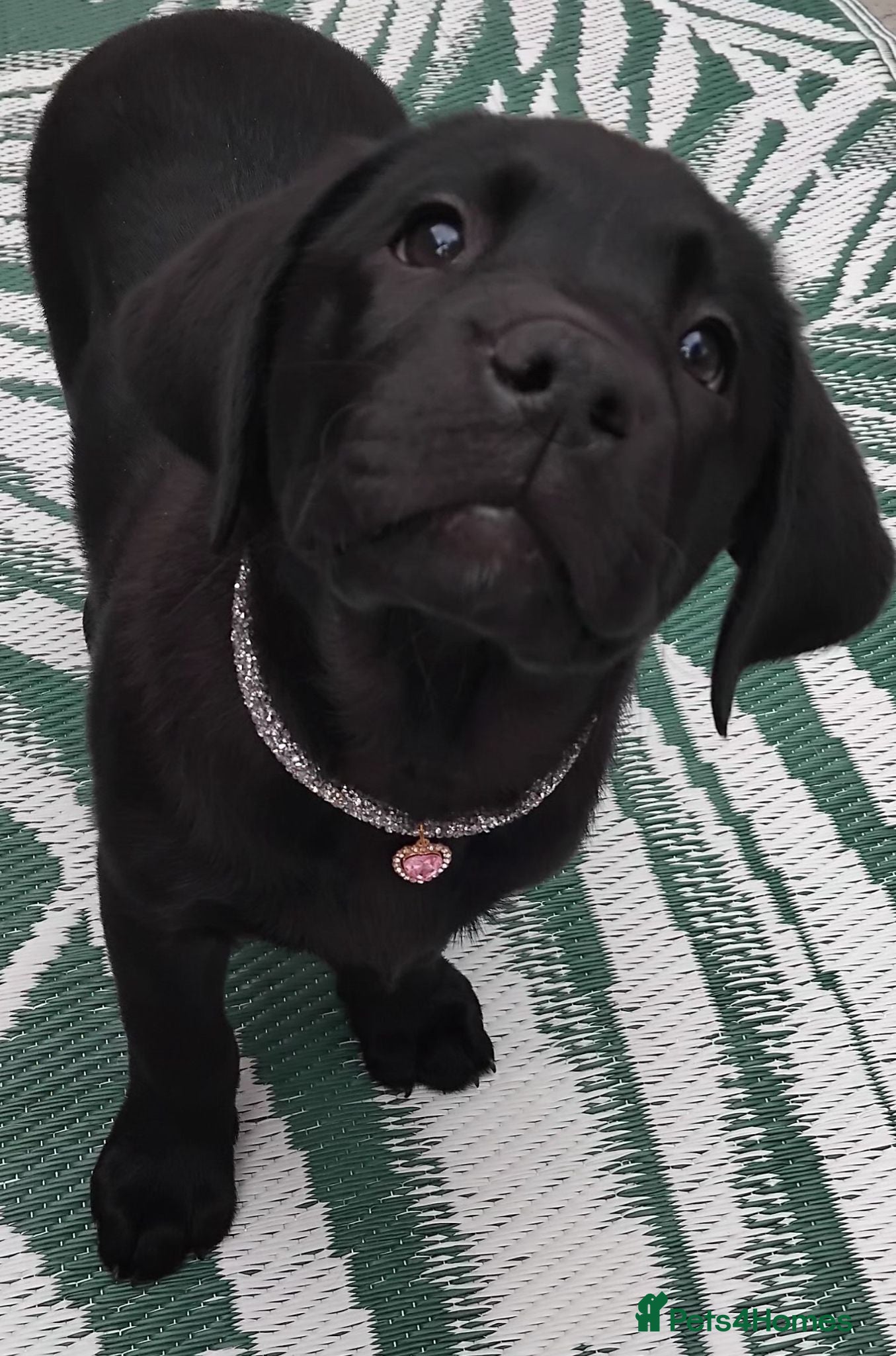 Labrador Retriever dogs  KC Black Labradors – 4 Boys & 2 Girls Available🐶 - Advert 5