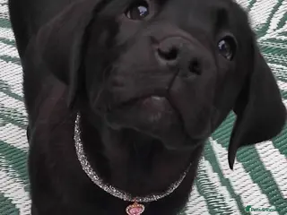 Labrador Retriever dogs KC Black Labradors – 4 Boys & 2 Girls Available🐶 - Advert 5