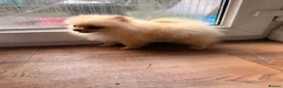 Pomeranian dogs for sale: ✨ Exceptional Pomeranian Puppies – KC Reg ✨ - Advert 4