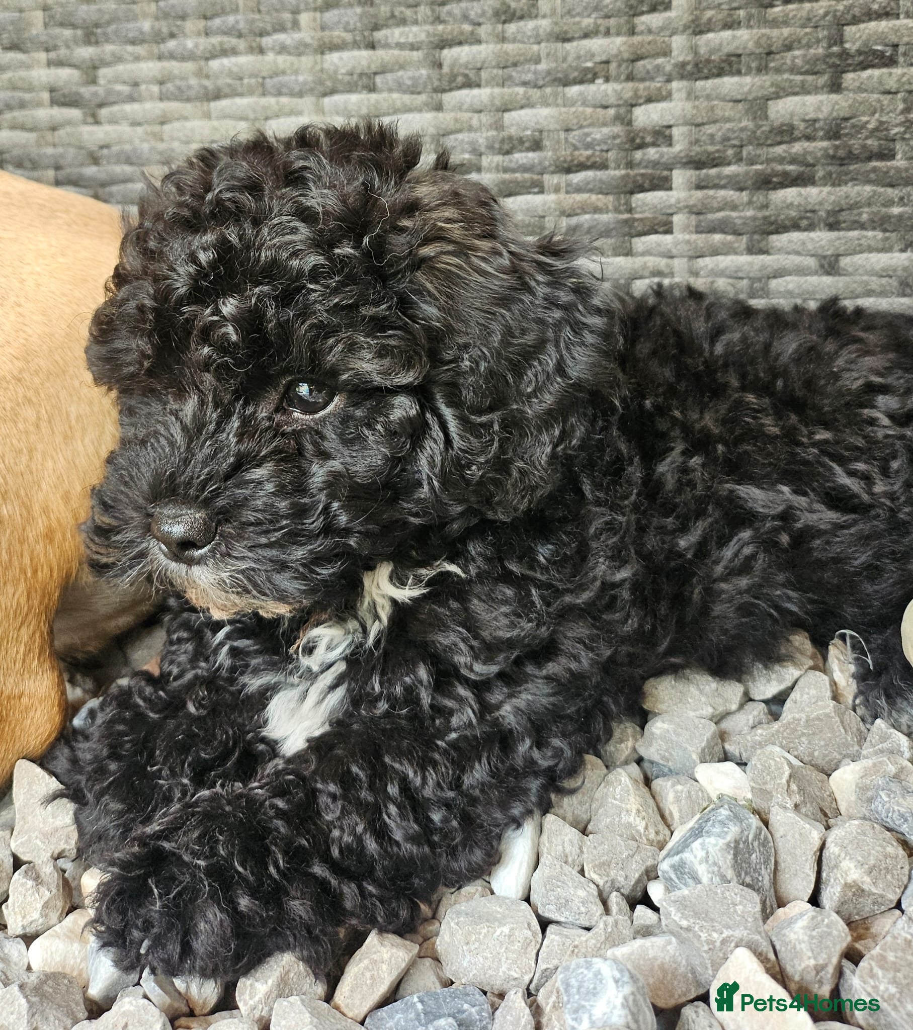 Shihpoo dogs ❤️ Beautiful Shihpoo Boys 🐶 ❤️ - Advert 2