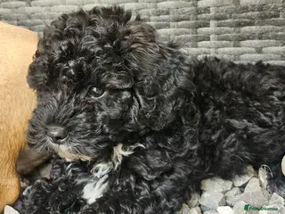 Shihpoo dogs ❤️ Beautiful Shihpoo Boys 🐶 ❤️ - Advert 2