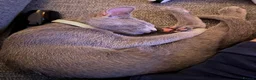Russian Blue cats for sale: 2 Beautiful Russian Blue Kittens, 5 months old in London - Advert 18