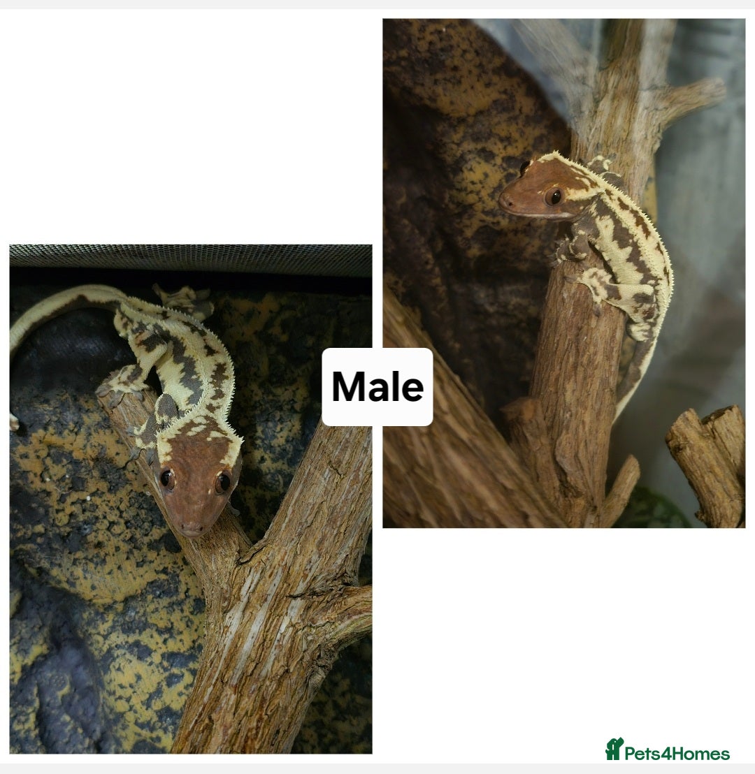 Gecko reptiles for sale: Crested Geckos  in Solihull - Advert 4
