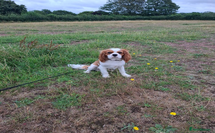 Cavalier King Charles Spaniel dogs - Advert 1