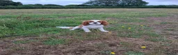 Cavalier King Charles Spaniel dogs for stud: Cavaliear King Charles Stud Only - Advert 1