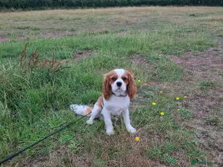 Cavalier King Charles Spaniel dogs Cavaliear King Charles Stud Only - Advert 8