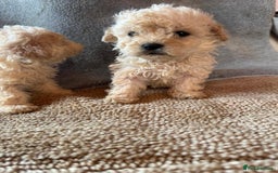 Cavapoo dogs for sale: Cavapoo puppies for sale  - Advert 5
