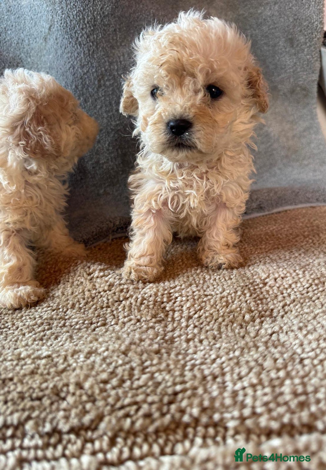Cavapoo dogs for sale: Cavapoo puppies for sale  - Advert 5
