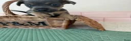 Jack Russell dogs for sale: Much Wenlock stunning puppy  - Advert 6