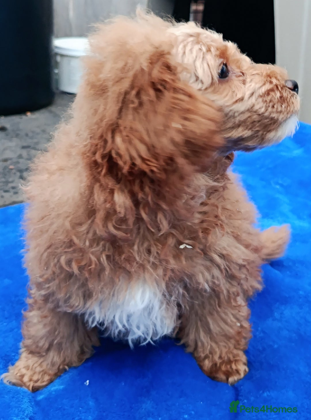 Toy Poodle dogs for sale: STUNNING TOY POODLES KC REG HEALTH TESTED  - Image 4
