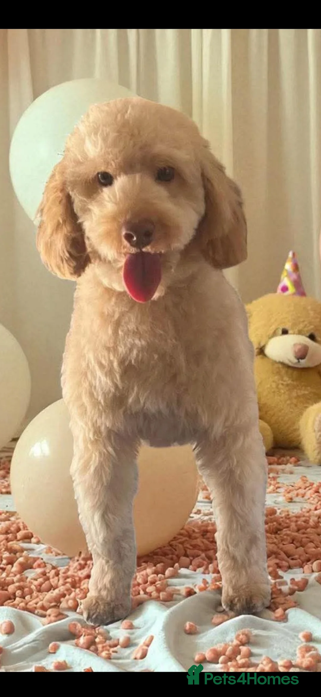 Cockapoo dogs for sale: Beautiful F1 Cockapoo Puppies-Ready July 14th in Mold - Advert 5