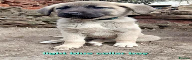 Light Blue Collared Boy (Male 2)