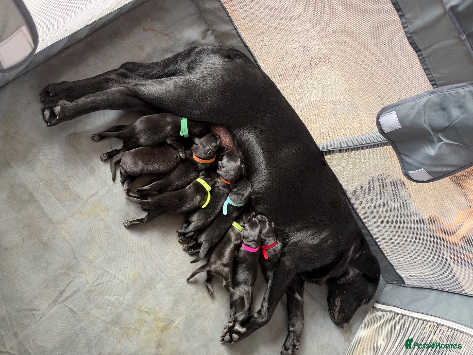 Labrador Retriever dogs Black Labrador Puppies  - Advert 2