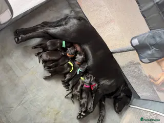 Labrador Retriever dogs Black Labrador Puppies - Advert 2