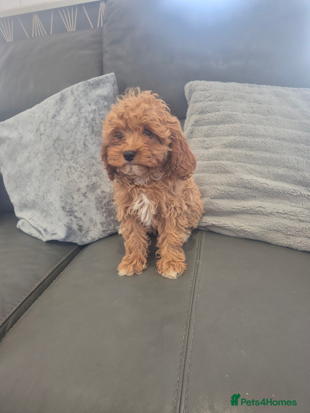 Cavapoo dogs for sale: Stunning Cavapoo Babies - ready this weekend - Image 12