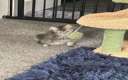Persian cats for sale: Persian x ragoll - Image 1