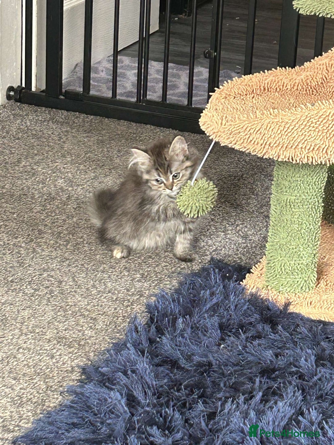 Persian cats for sale: Persian x ragoll - Image 1