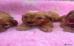 Cavapoo dogs for sale: *red cavapoos* - Image 10