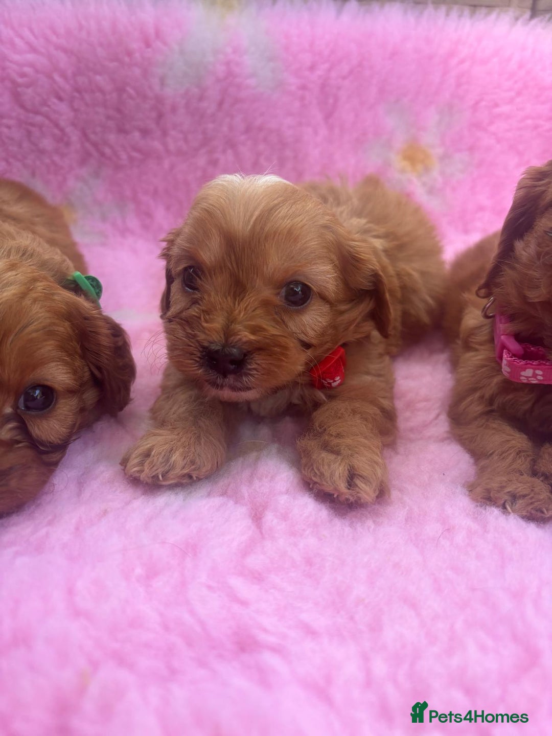 Cavapoo dogs for sale: *red cavapoos* - Image 10