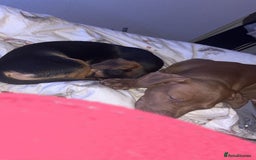 Mixed Breed dogs for sale: Beautiful boy for sale!  - Image 4