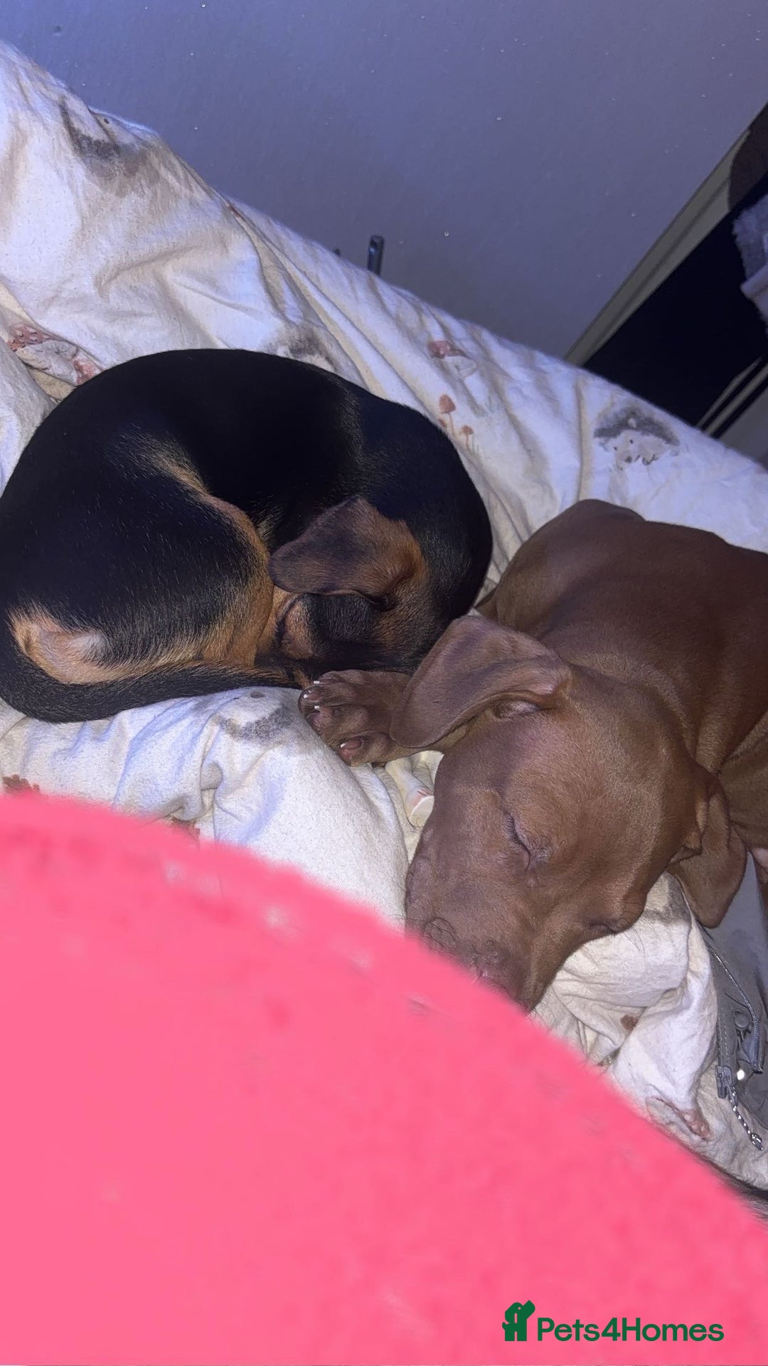 Mixed Breed dogs for sale: Beautiful boy for sale!  - Image 4