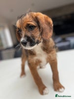 Mixed Breed dogs - Advert 4