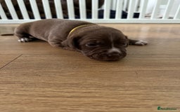 American Bull Staffy dogs for sale: Staffy Bull Puppies - Image 26