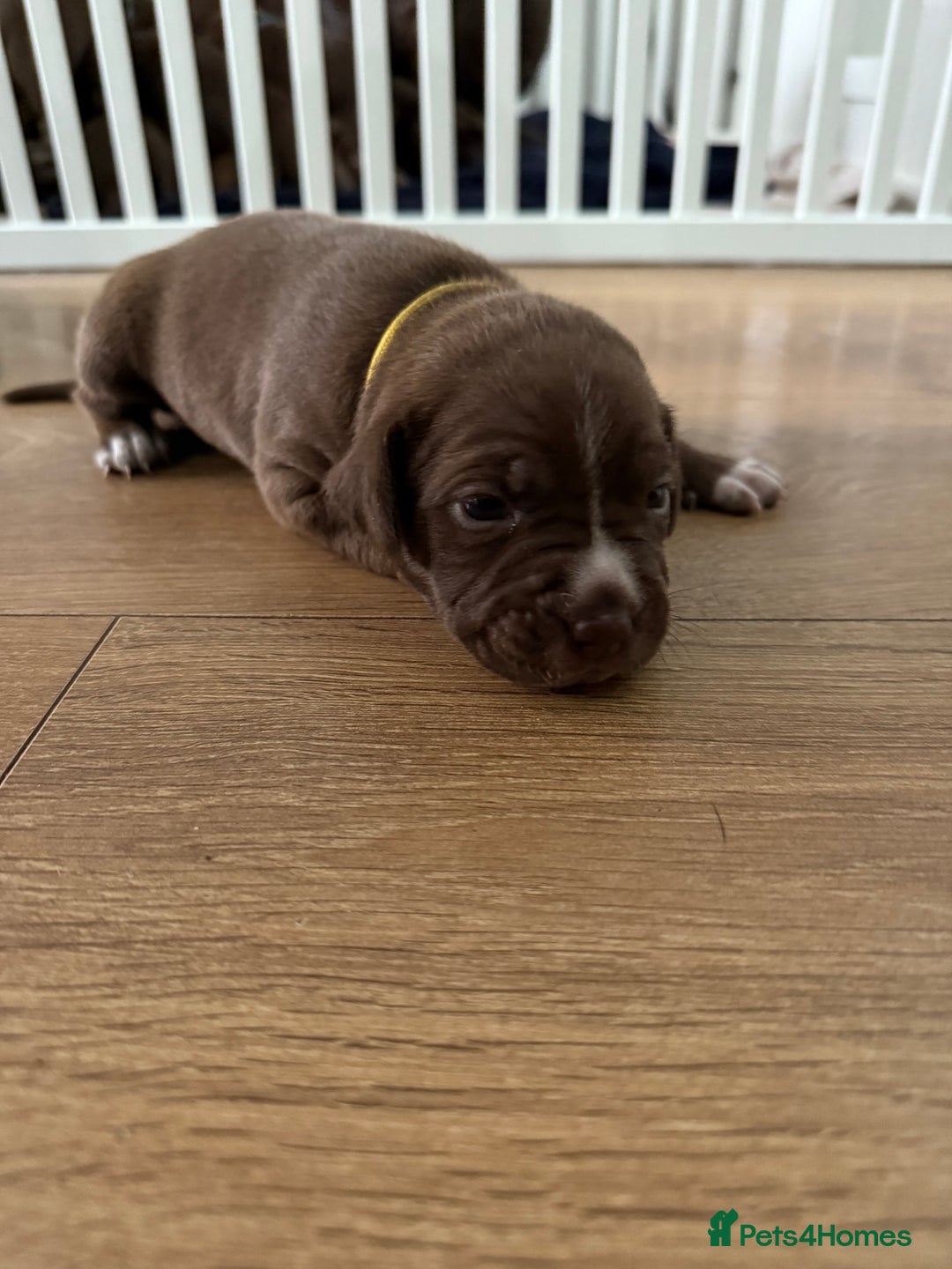 American Bull Staffy dogs for sale: Staffy Bull Puppies - Image 26