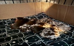 Dachshund dogs for sale: Dapple Dachshund Puppies - Image 4