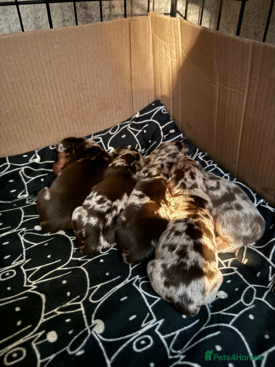 Dachshund dogs for sale: Dapple Dachshund Puppies - Image 4