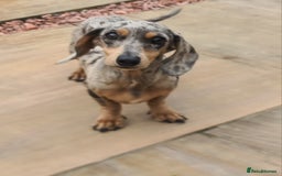 Miniature Dachshund dogs for sale: Beautuful small Blue dapple girl - Image 7