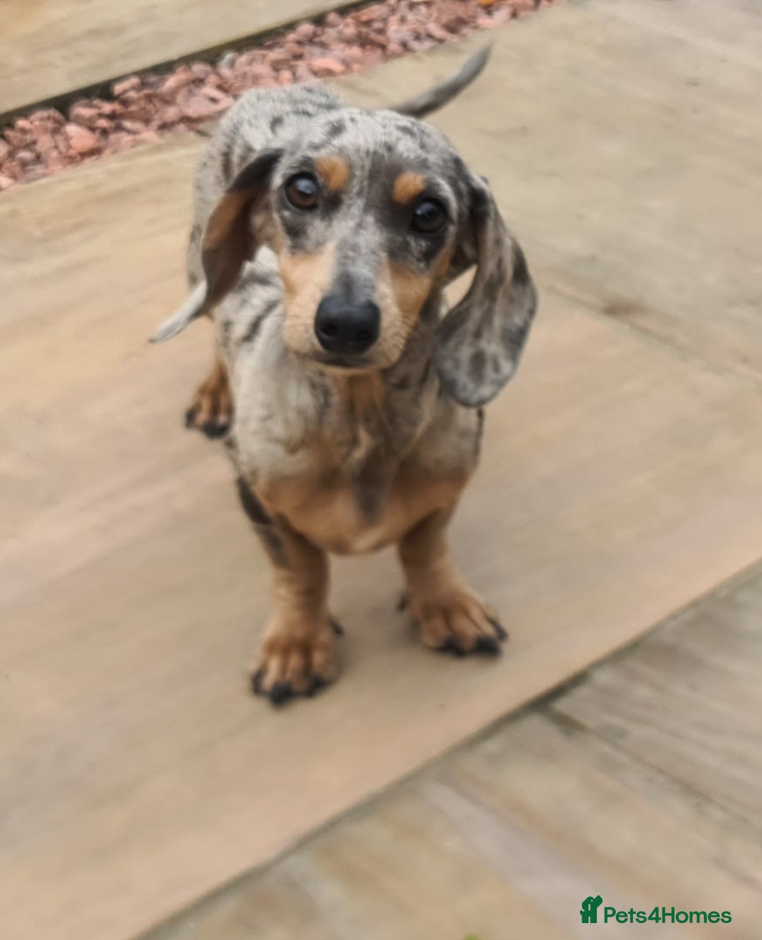 Miniature Dachshund dogs for sale: Beautuful small Blue dapple girl - Image 7