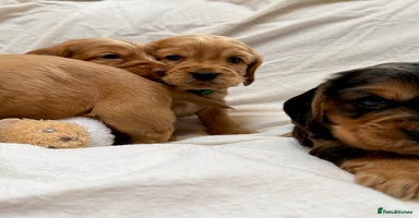 Cocker Spaniel dogs Show cocker spaniel pups - Advert 5