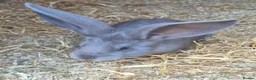Continental Giant rabbits for sale: Giant continental rabbits  - Advert 6